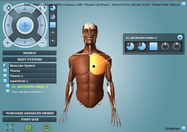 interactive muscle anatomy games